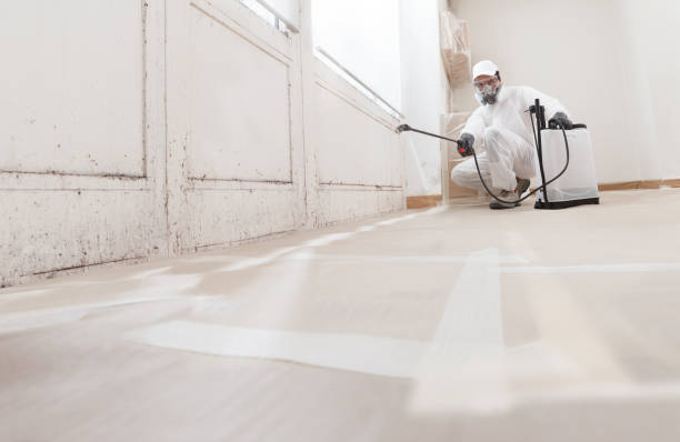 Black mold remediation team in Honey Grove